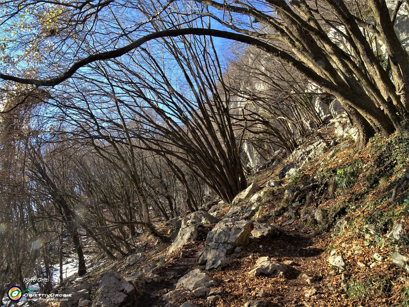 10 Salendo nel bosco di prevalenti carpini neri.JPG